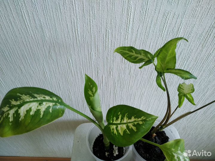 Комнатные цветы