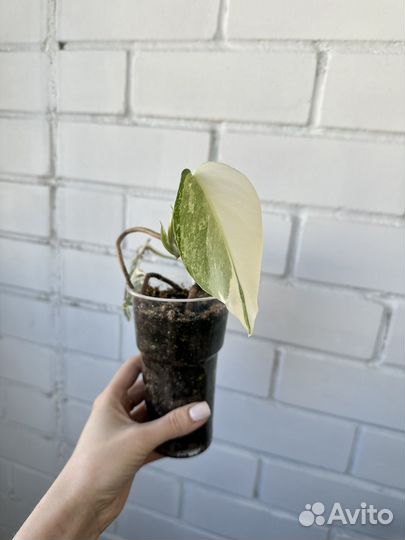 Монстера вариегатная Альба