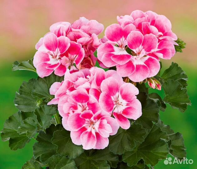 Пеларгония, герань