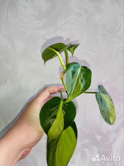 Филодендрон Бразилия