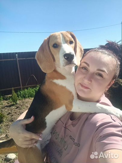 Передержка питомцев в домашних условиях