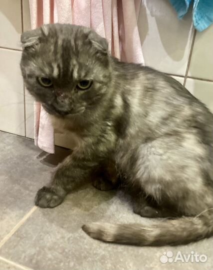 Шотландская