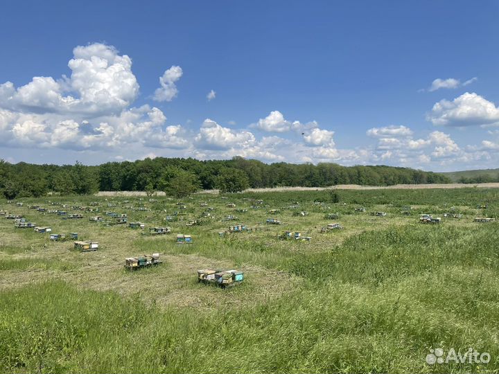 Пчеломатки плодные