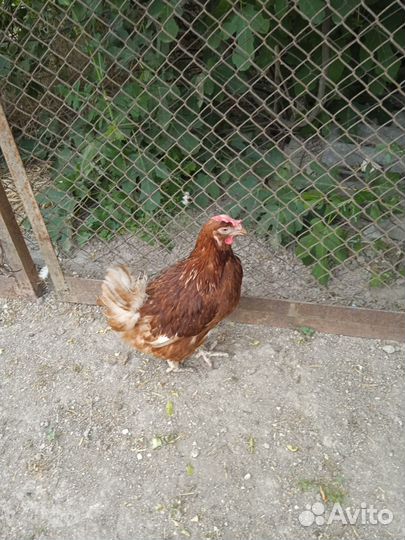 Куры несушки домашние