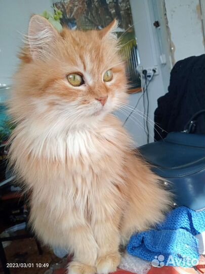 Кошка в дар бесплатно