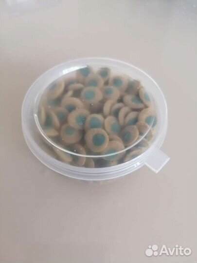 Аквариумные рыбки гуппи