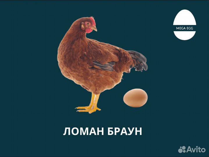 Инкубационной яйцо