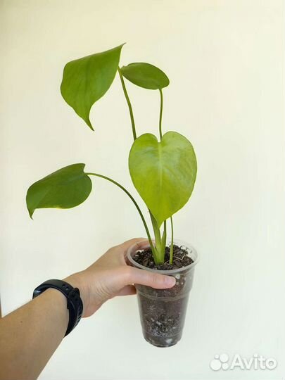 Сциндапсус/эпипремнум/филодендрон/монстера