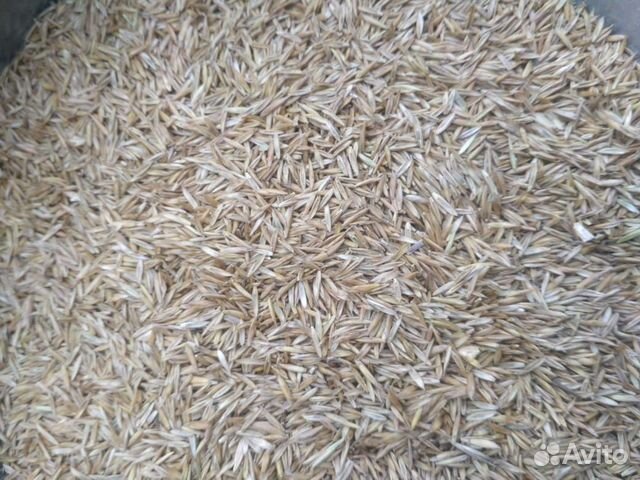 Газонная трава