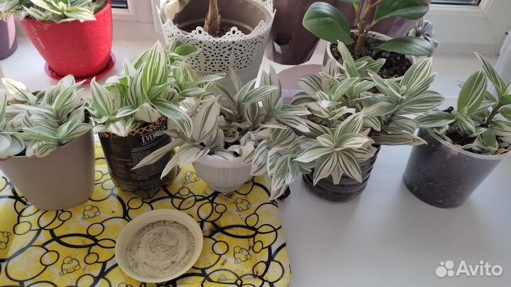 Комнатные растения, традесканция