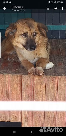 Собака в добрые руки