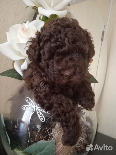 Щенки пуделя