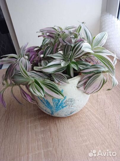 Традесканция, алоэ вера