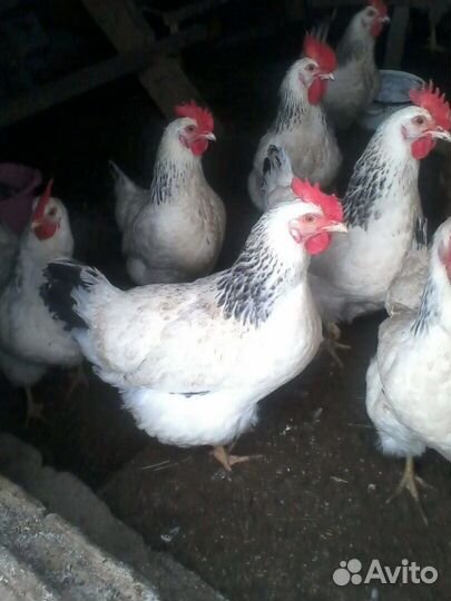 Куры домашние