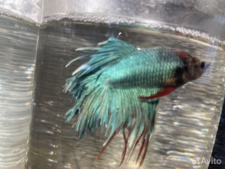 Рыбка петушок