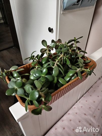 Ростки толстянки