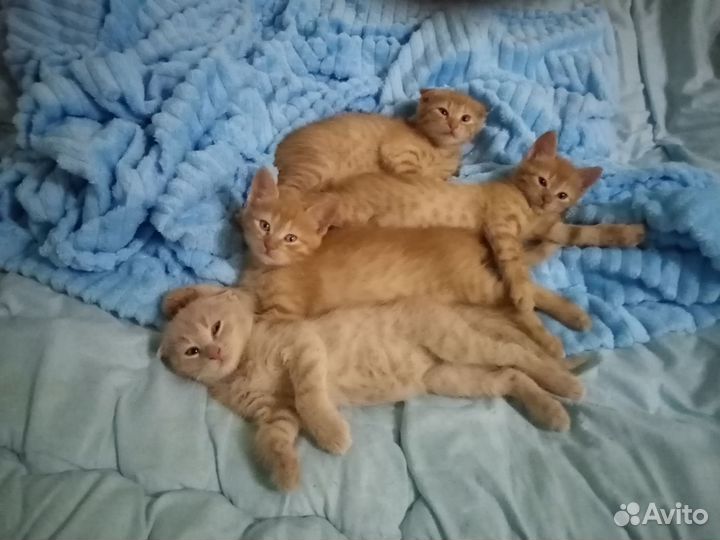 Котята