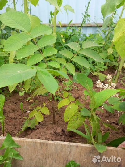 Маньчжурский орех