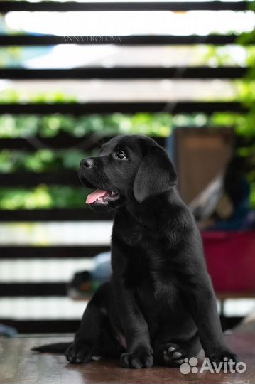 Щенки лабрадора