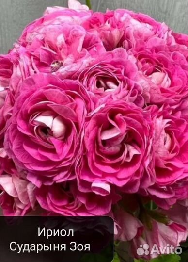 Сортовая пеларгония