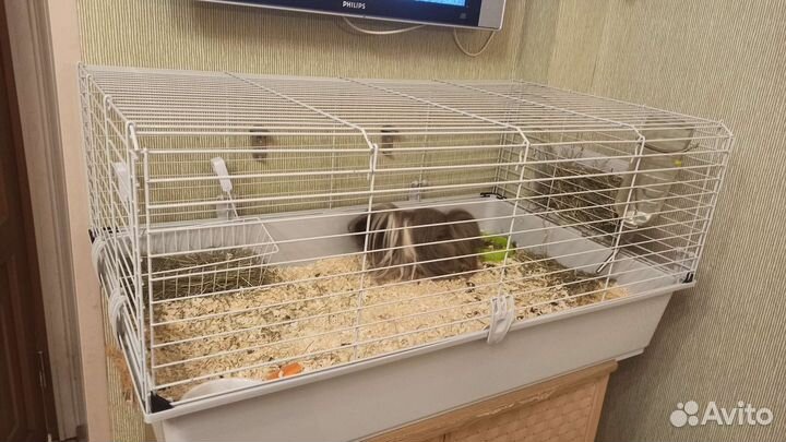 Морская свинка