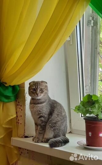 Шотландская