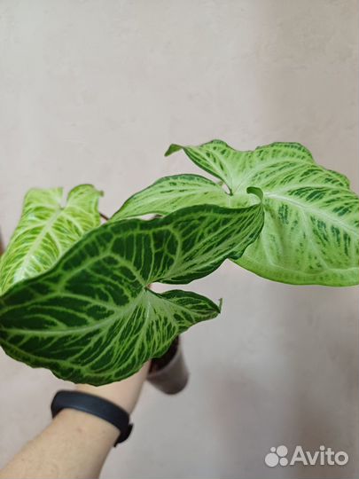 Сингониумы