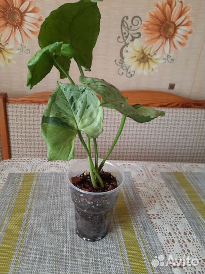 Сингониум серый призрак