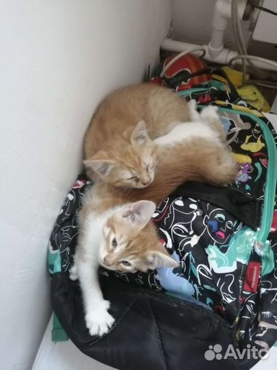 Котенок в дар бесплатно