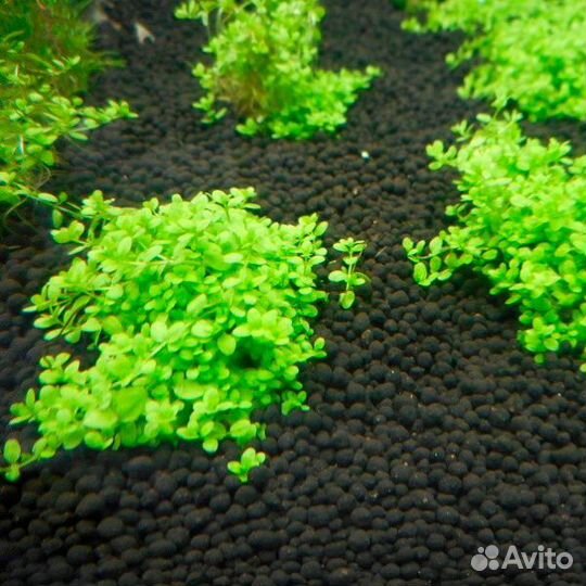 Грунт пропант и Удо Ермолаева