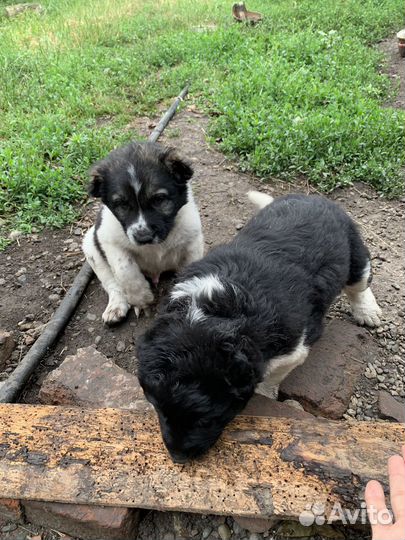 Среднеазиатская овчарка