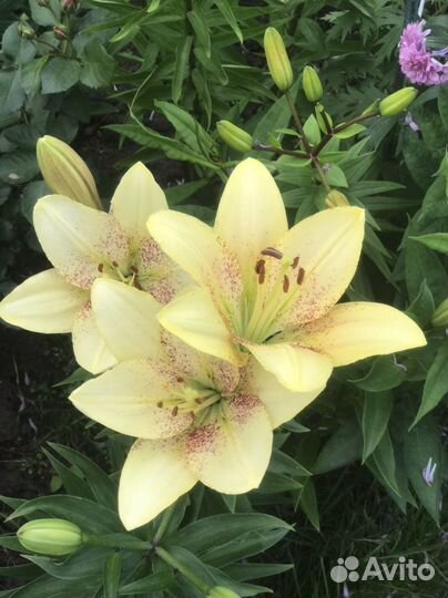 Цветы из сада