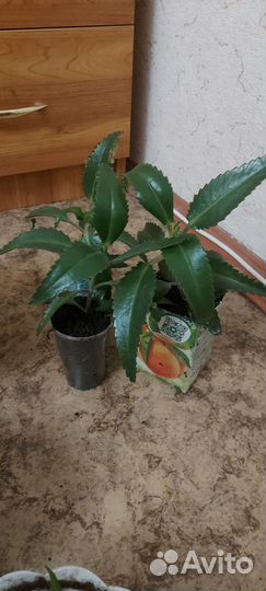 Каланхоэ лечебное