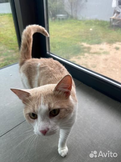 Котик в добрые руки