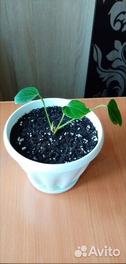 Антуриум малиновый