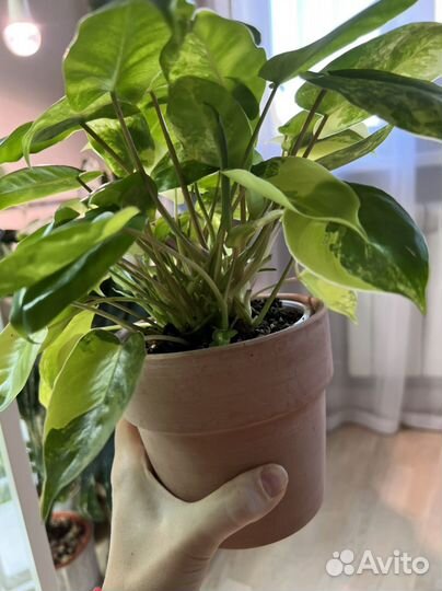 Philodendron burle marx variegated