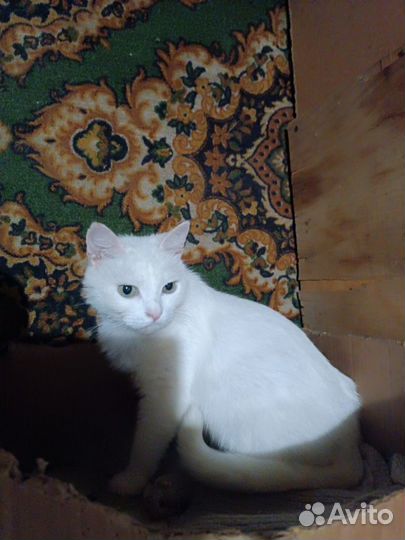 Отдам в добрые руки