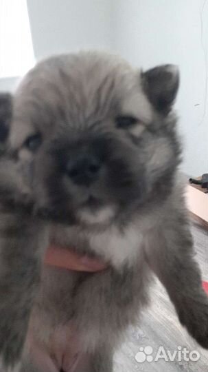 Щенки шпица