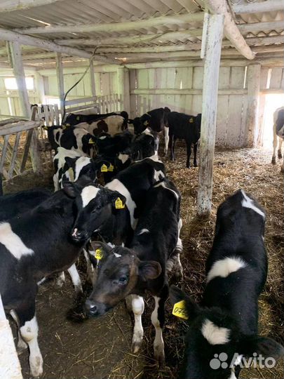 Бычки, телки 1-3 мес
