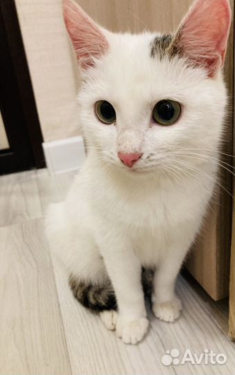 Котята в добрые руки мальчики