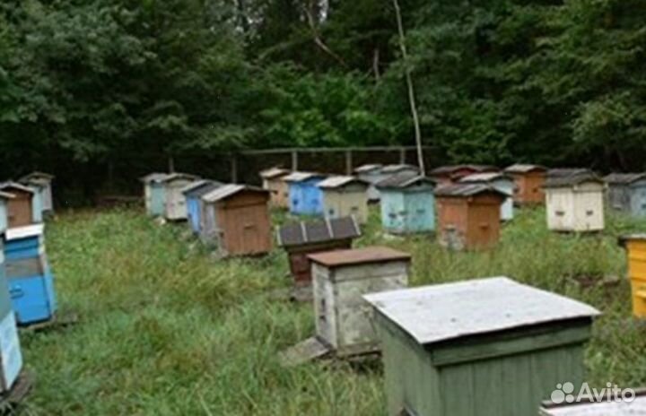 2023 года Мед из Алтая опт