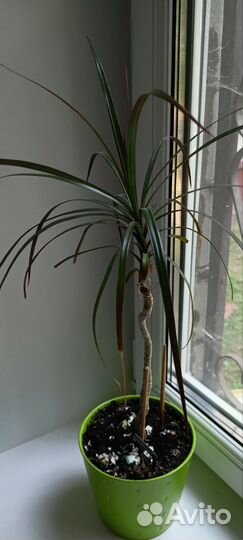 Пальма драцена