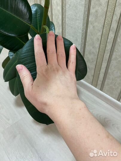 Фикус Эластика