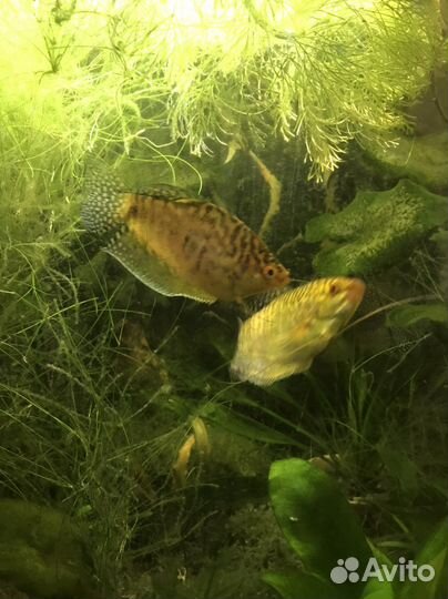Гурами жемчужные и золотые