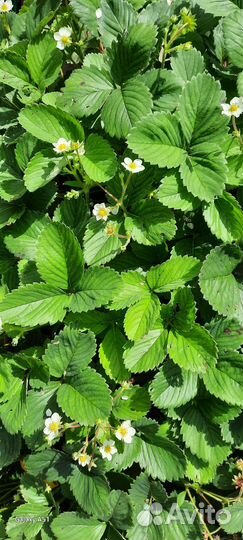 Молодые кусты клубники гигантелла