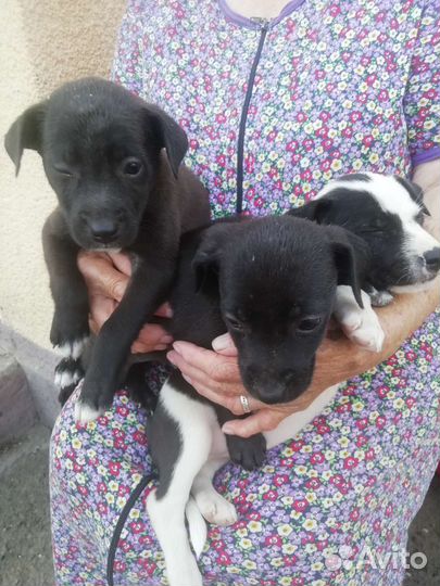 Бесплатно в добрые руки щенки