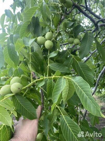 Саженцы грецкого ореха, морозостойкие