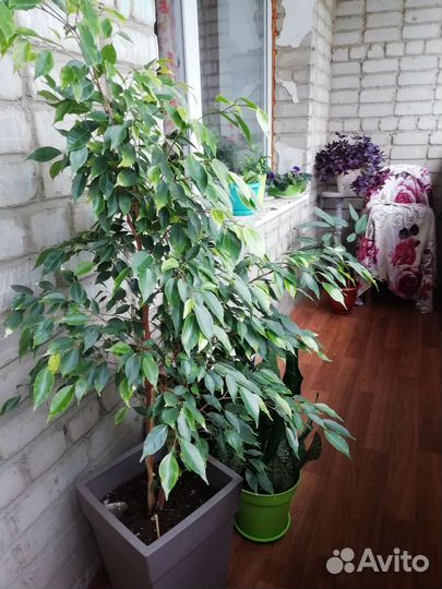 Комнатные растения