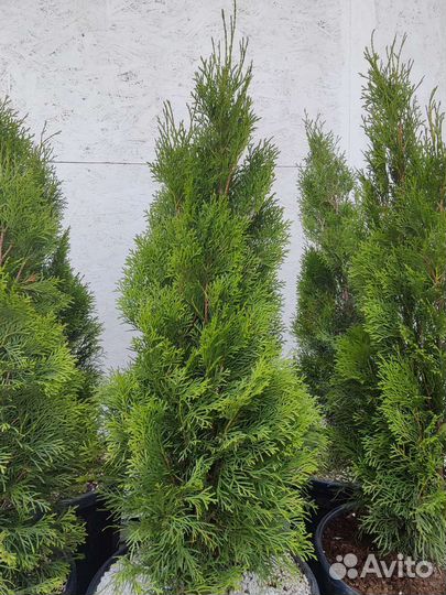Туя западная Смарагд, туя Даника (шаровидная)