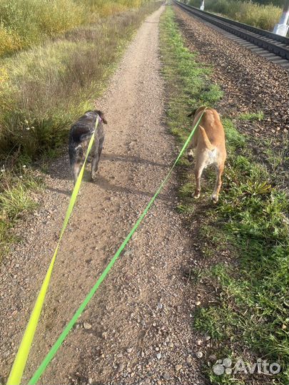 Передержка животных на время отпуска